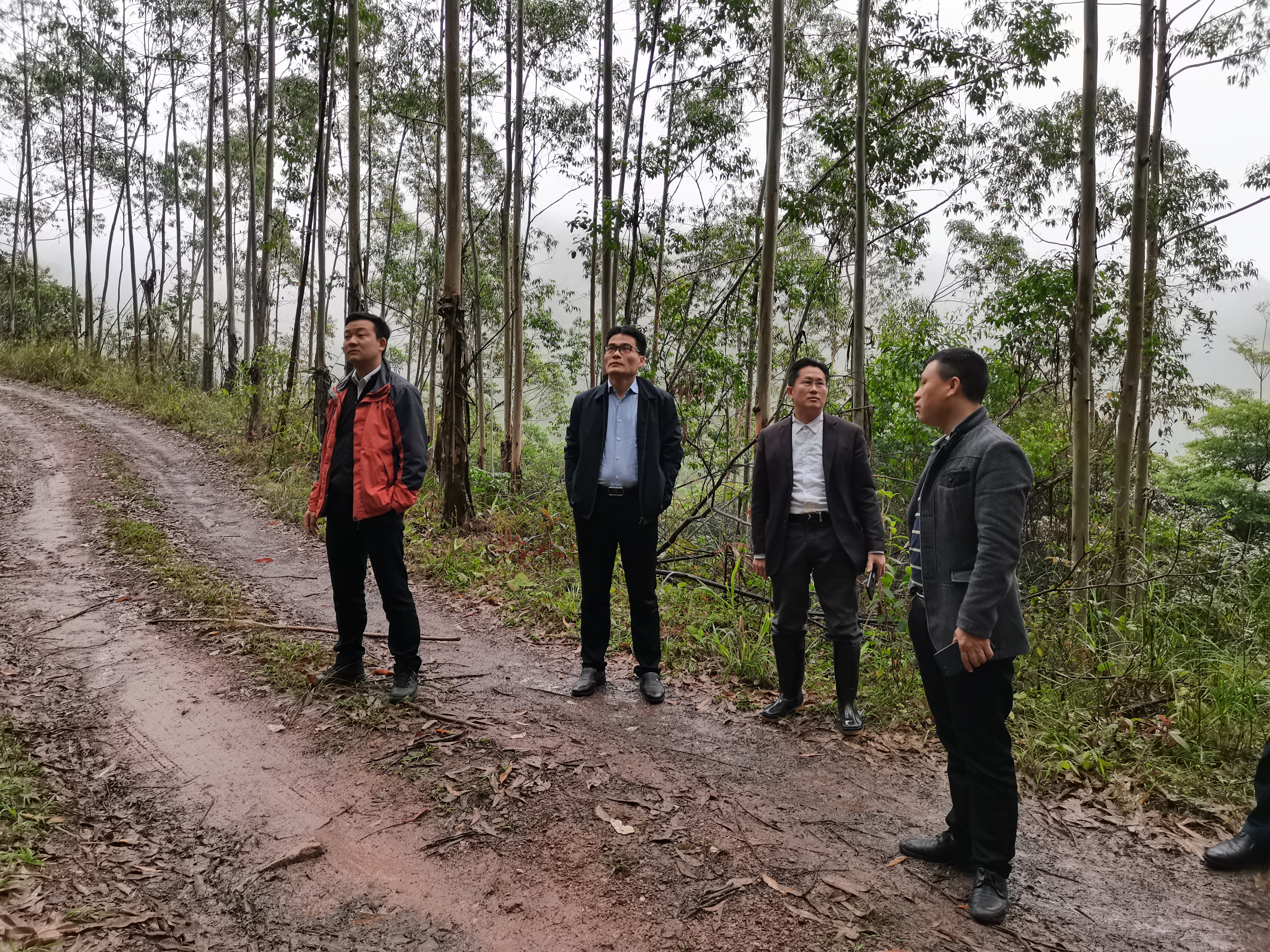 余平福一行赴桂平市 金鸡林场发展林地收购调查