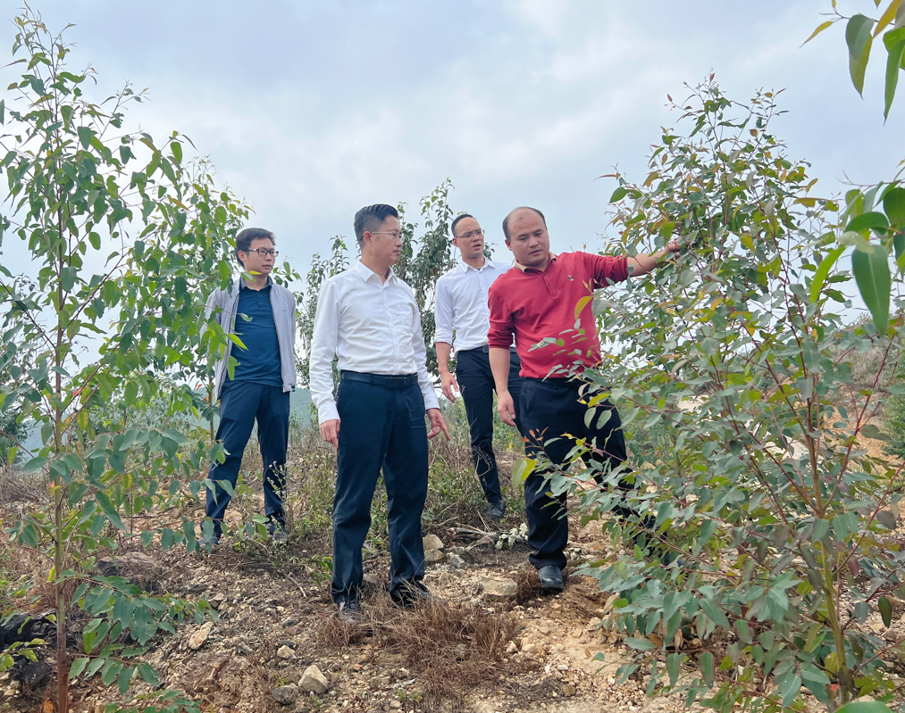 副董事长肖崇福调研领导林地林木收购及营林出产工作