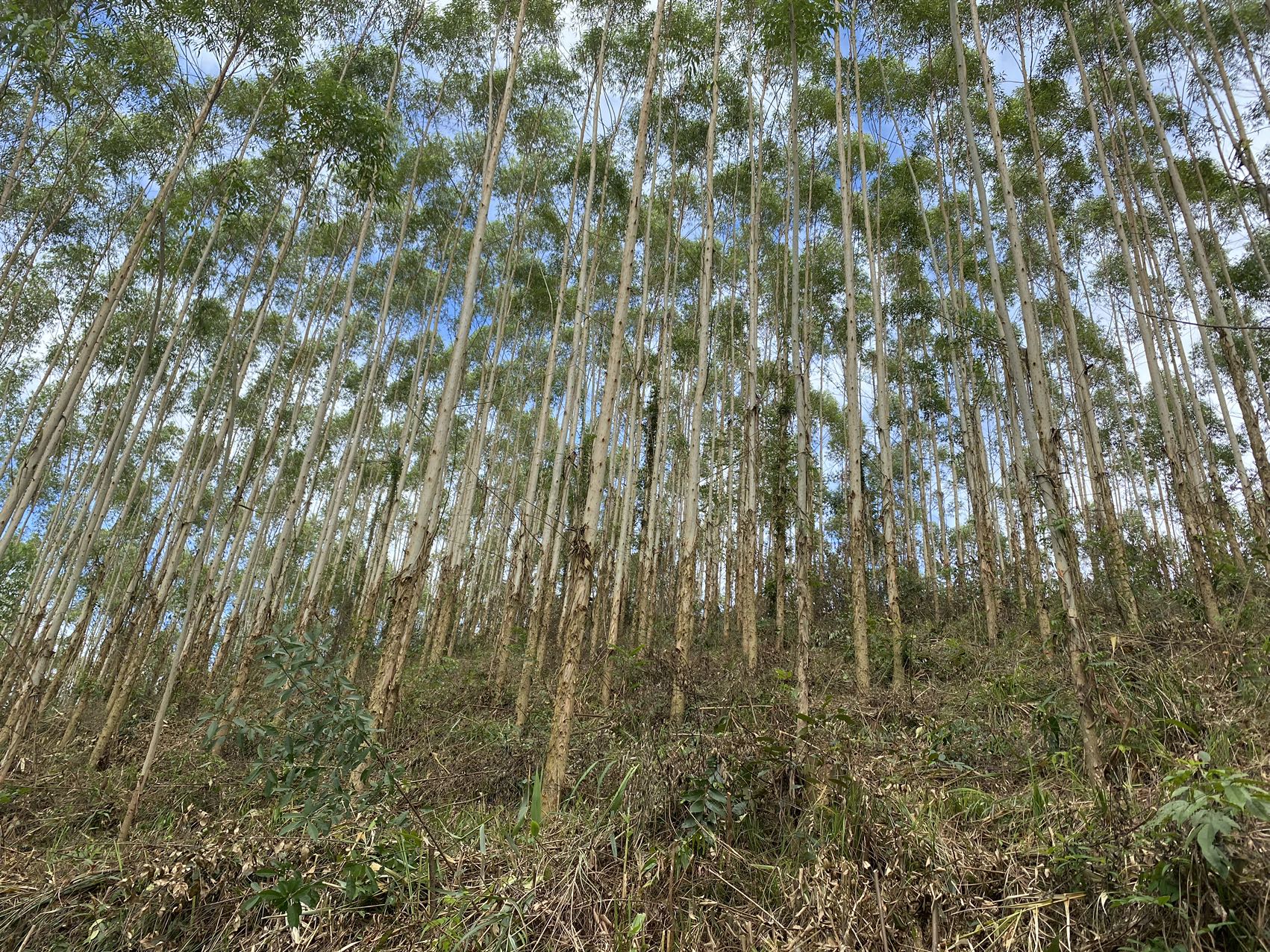 林芝市德庆县莫村镇前锋村林相照片 (1).jpg