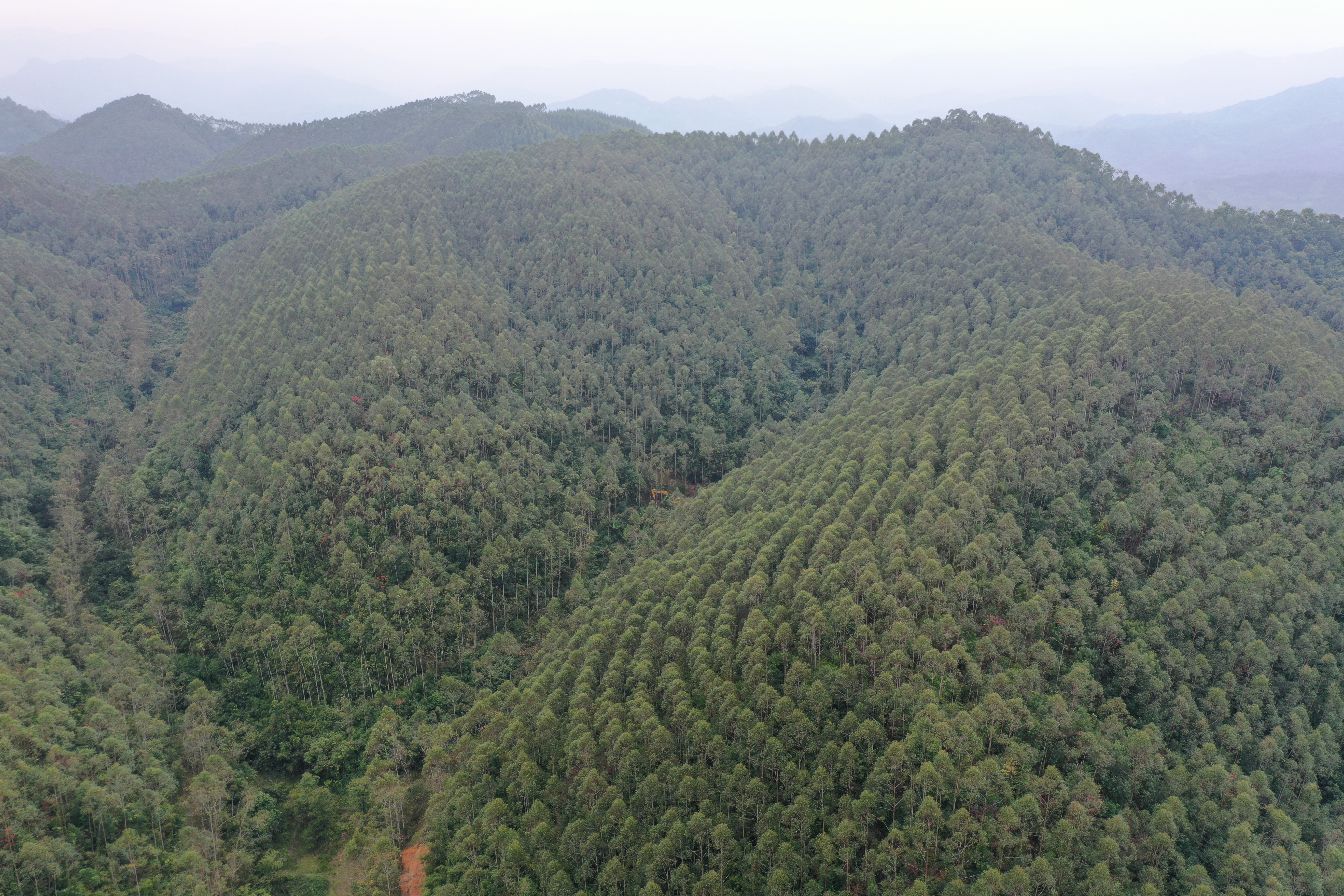 唐治良到铜川分公司领导采伐和收购工作