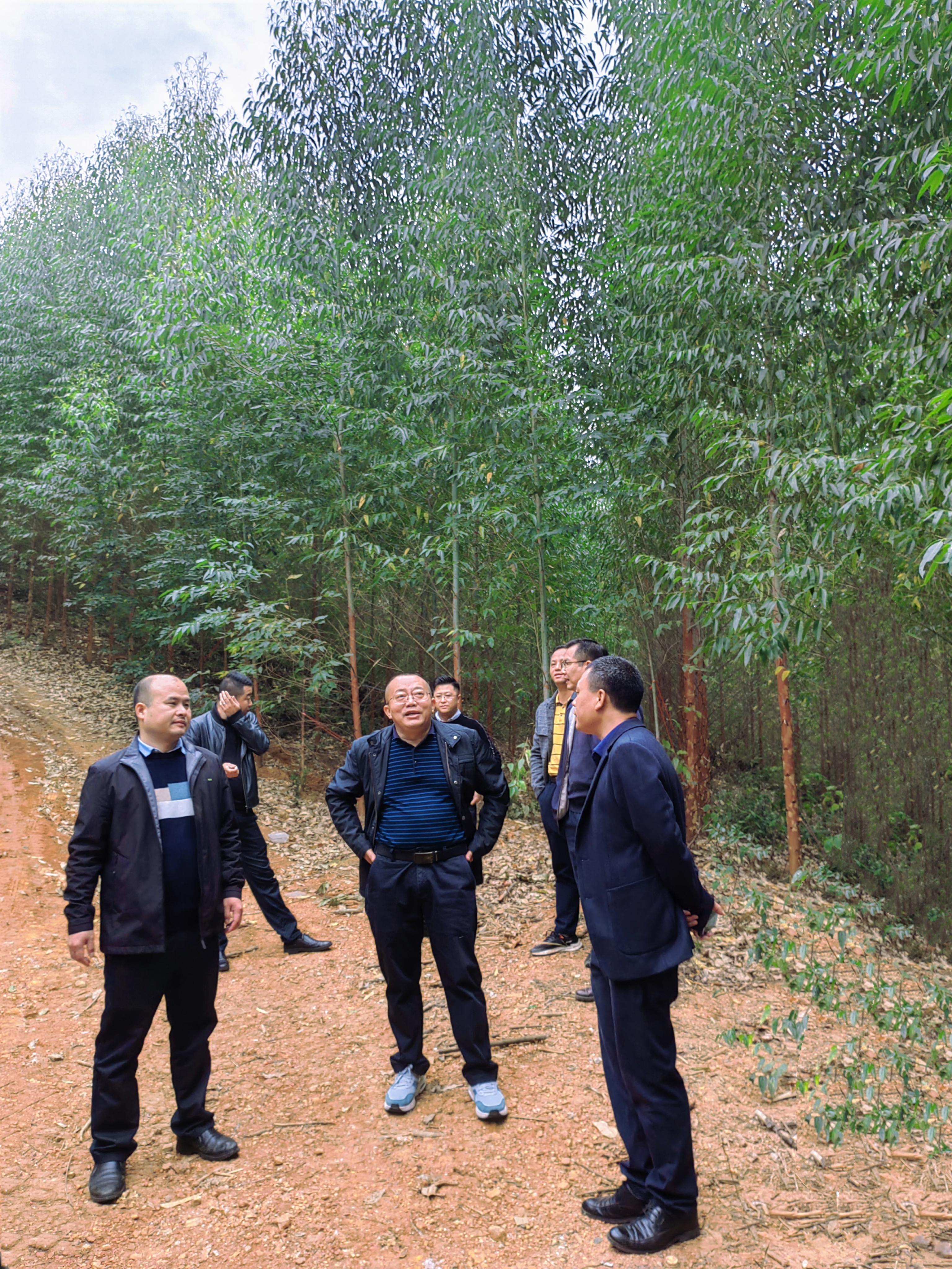 张泽尧带队到luck18xinli集团鹿寨县林地调研领导营林出产工作