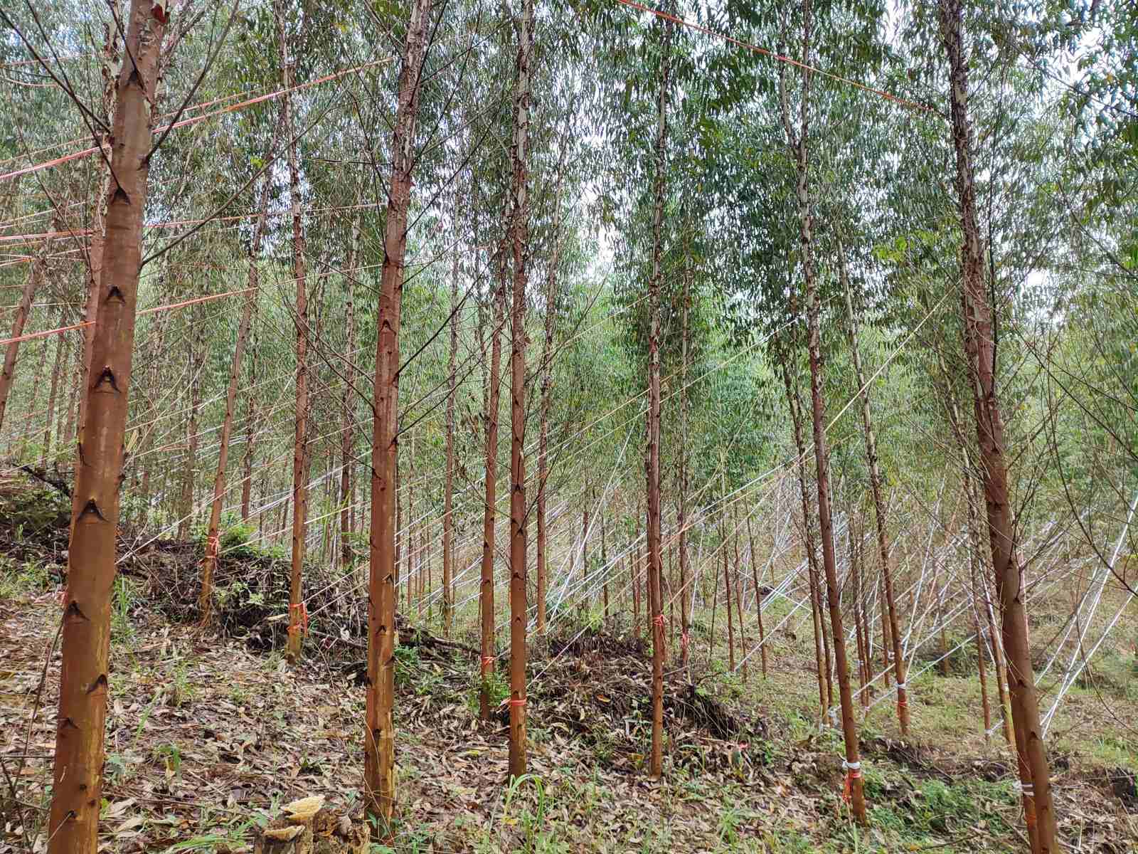 抗风扶树加固忙，，，，，实时止损人不歇