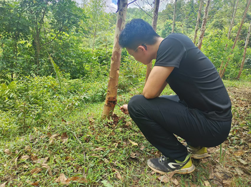 集团工作幼组到广东地域督导查抄营林出产进度和施工质量