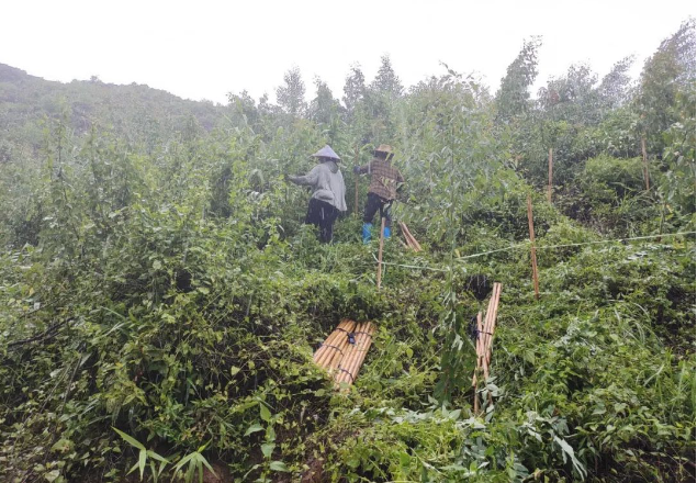 披风沥雨抗台风，，，，，，实时扶正受灾苗