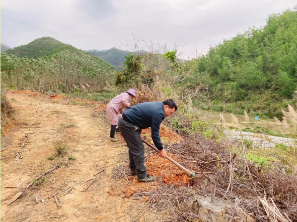 科学放冬肥，，，，，，，助力林木茁壮成长
