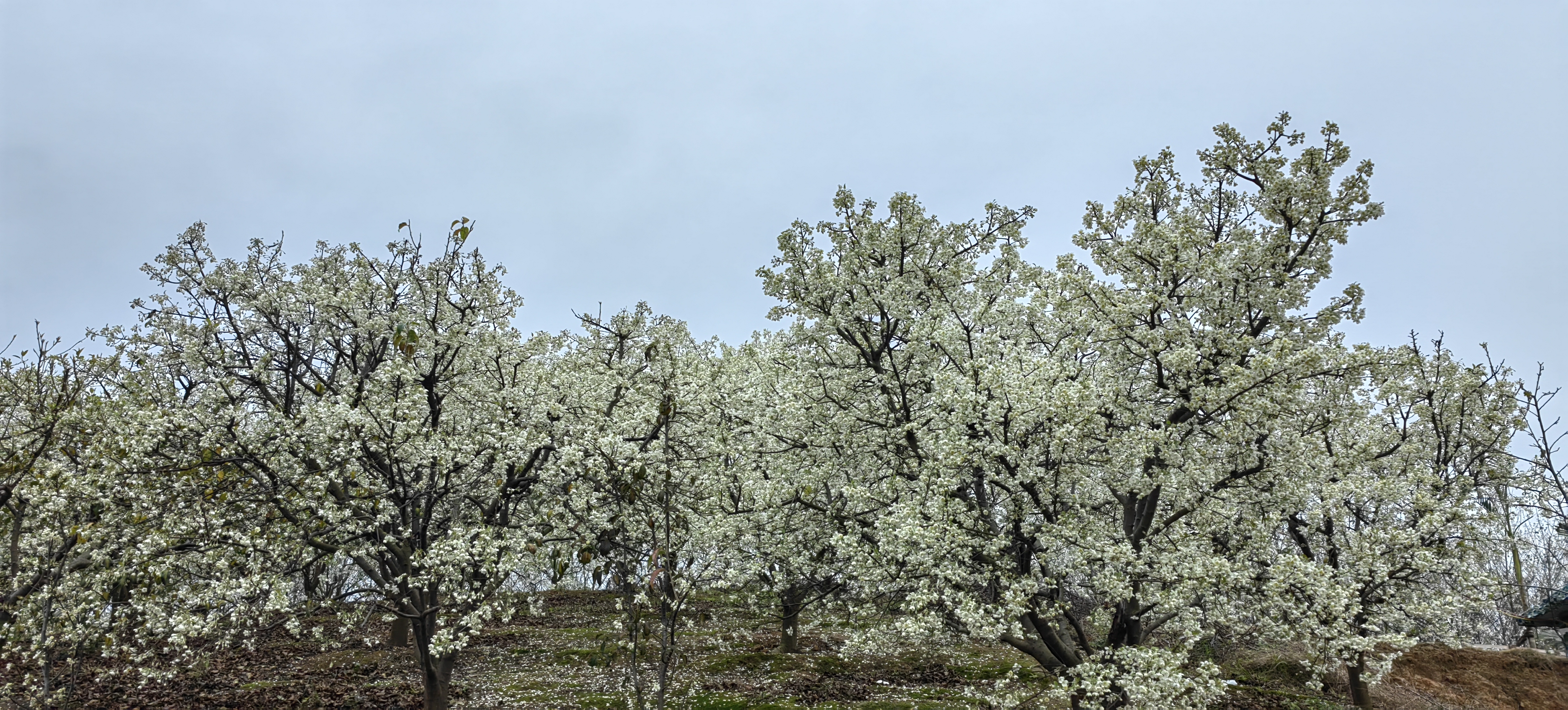 天然美景与心灵休息佳地－鹿寨“山楂之恋”景区