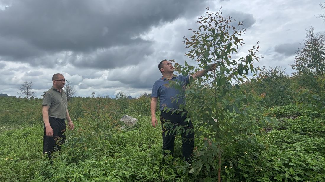 陆克宇到鹿晟公司查抄领导新造林哺养工作